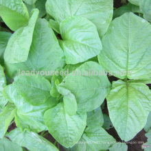 AM02 Baixian round leaf white amaranth seeds of vegetable seeds